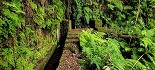 Plants: image 107 Of 208 Thumb